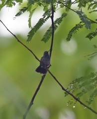 Chlorostilbon mellisugus