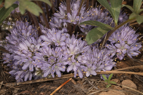 Image of Hydrophyllum alpestre by (c) Steve Matson, some rights reserved (CC BY)
