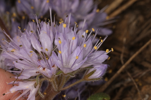 Image of Alpine Waterleaf (Hydrophyllum alpestre) by (c) Steve Matson, some rights reserved (CC BY)