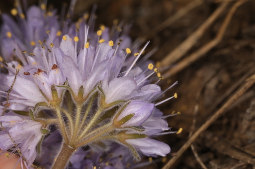 Image of Alpine Waterleaf (Hydrophyllum alpestre) by (c) Steve Matson, some rights reserved (CC BY)