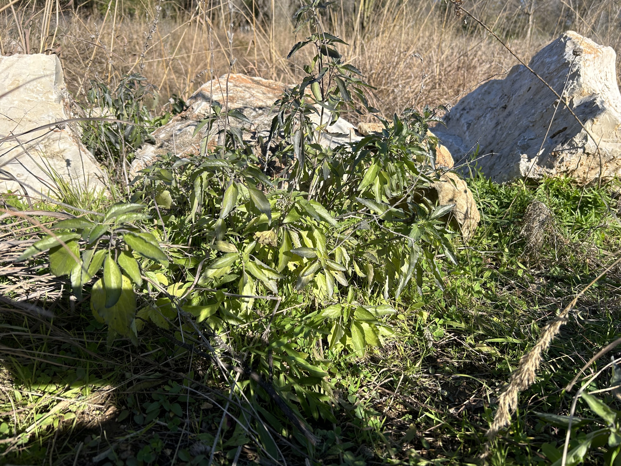 Imagem de Salvia Azul