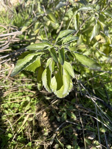 Foto de Salvia Azul