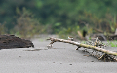 Ammodramus aurifrons