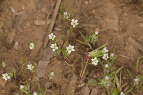 Image of Navarretia divaricata by (c) Steve Matson, some rights reserved (CC BY)