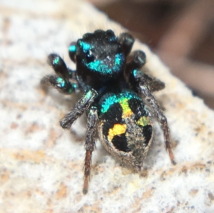Anasaitis locuples from Parque Nacional Jose del Carmen Ramírez