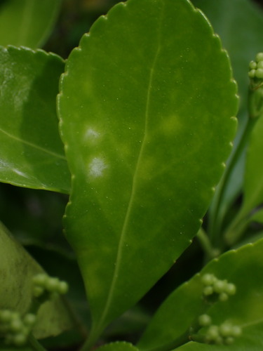 Erysiphe euonymicola