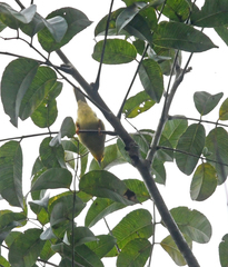 Metopothrix aurantiaca