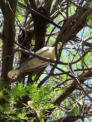 Streptopelia decaocto