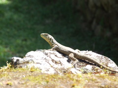 Stenocercus crassicaudatus