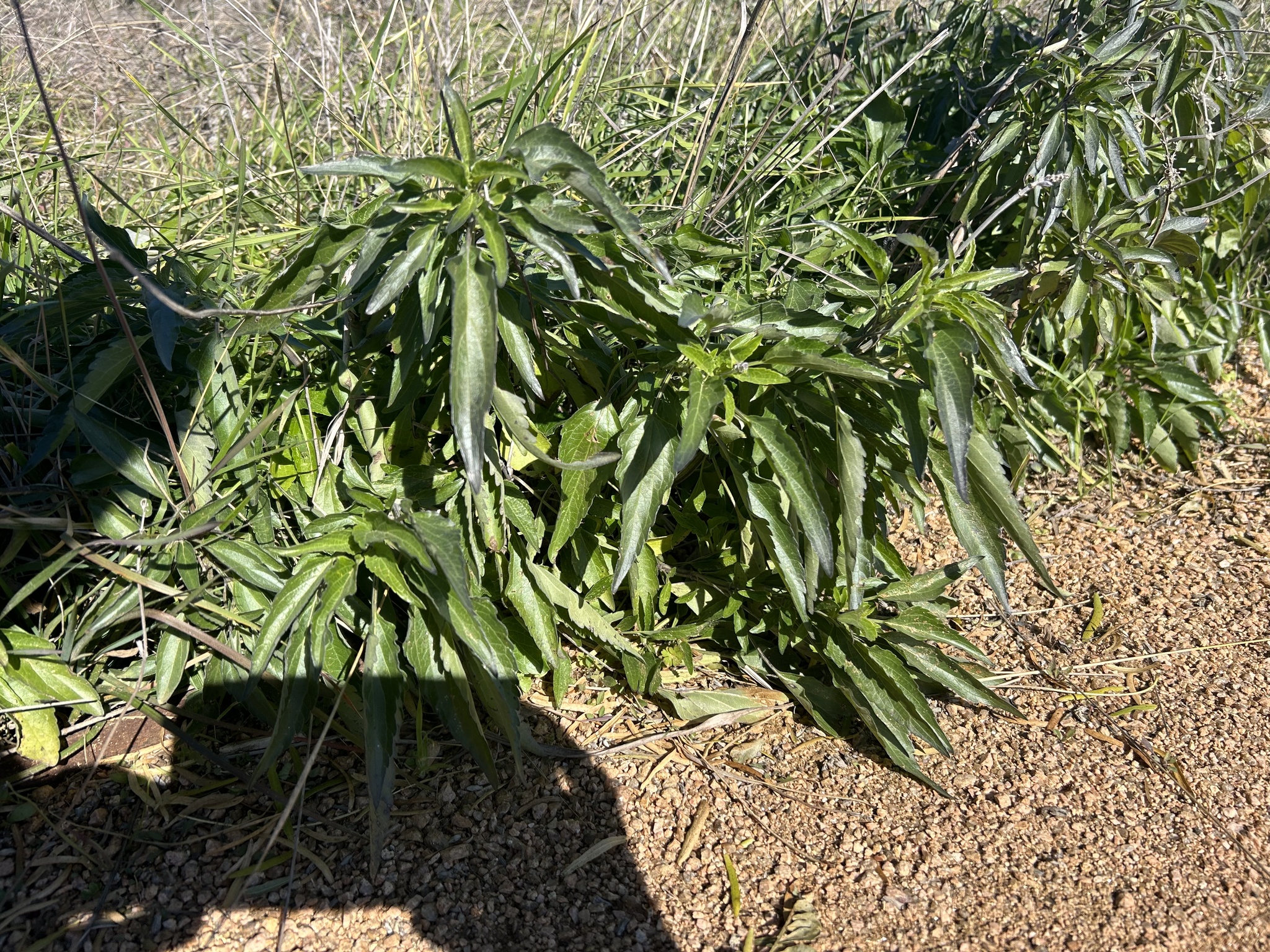 Imagem de Salvia Azul