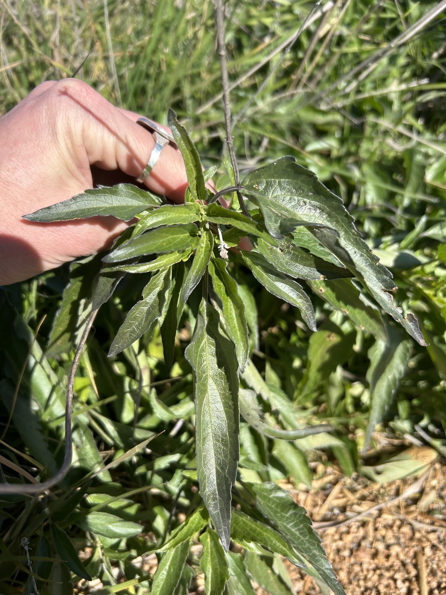 Imagem de Salvia Azul