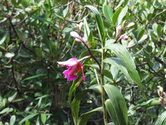 Sobralia dichotoma