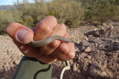 Sonora semiannulata