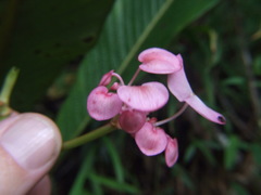Begonia bracteosa