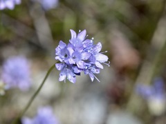 Gilia achilleifolia