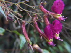 Cuphea cordata