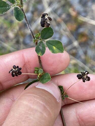 Medicago lupulina observed 2023-09-18