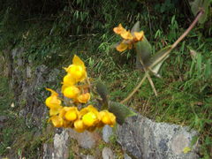 Calceolaria flexuosa