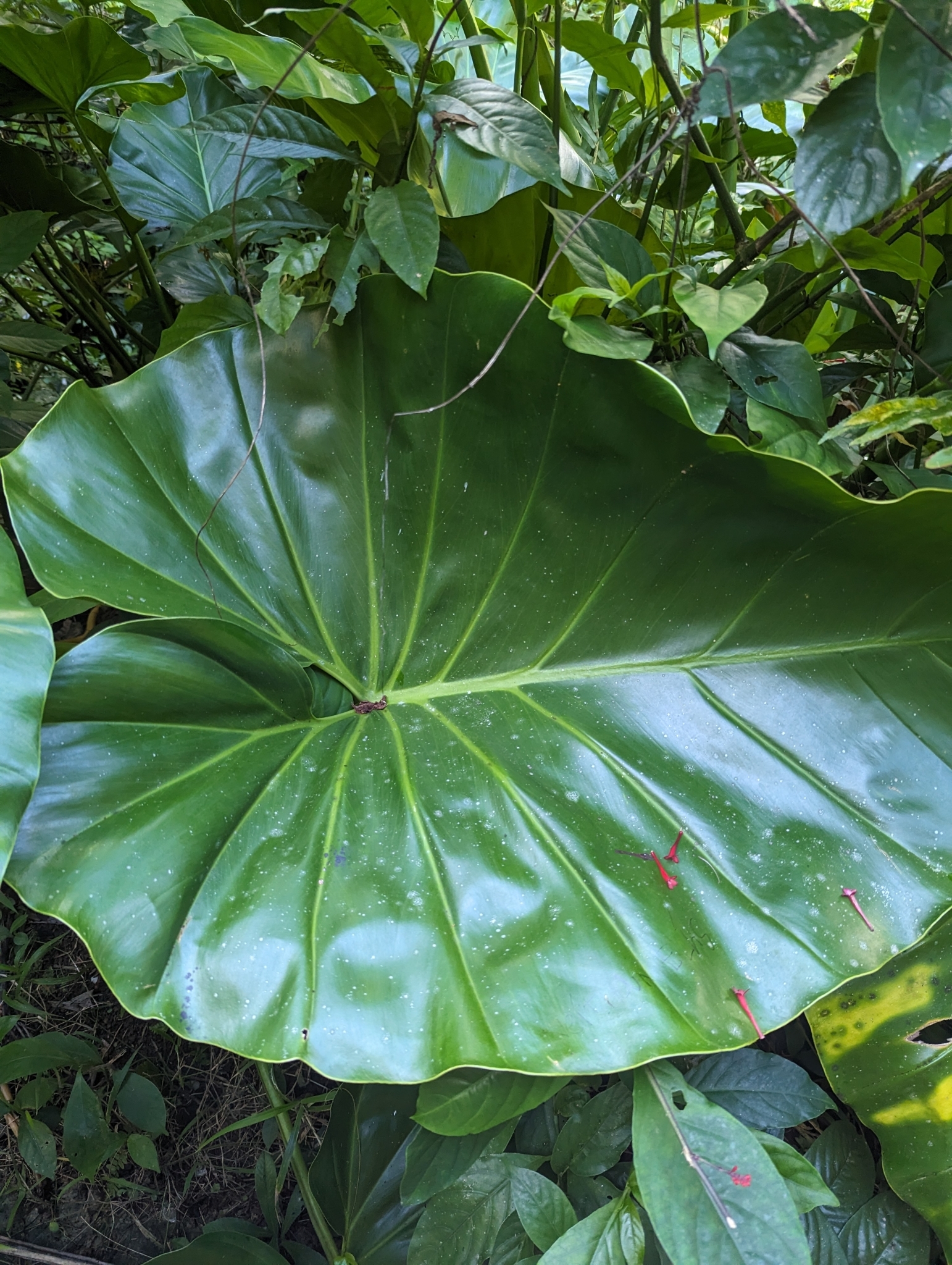 Imagem de Imbé-gigante