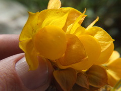 Calceolaria flexuosa
