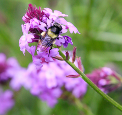 Volucella bombylans