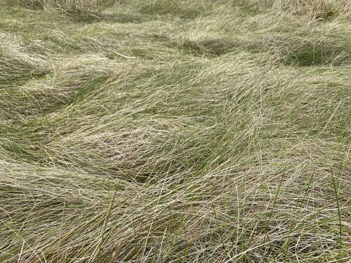 Festuca rubra observed 2023-09-20
