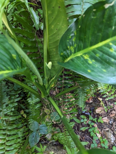 Foto de Comigo-ninguém-pode