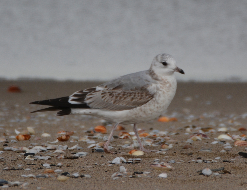 Common Gull In January 2024 By Karim Haddad INaturalist   Large 