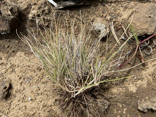 Rytidosperma penicillatum observed 2023-09-21