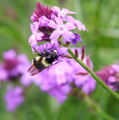 Volucella bombylans