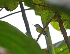 Todirostrum maculatum