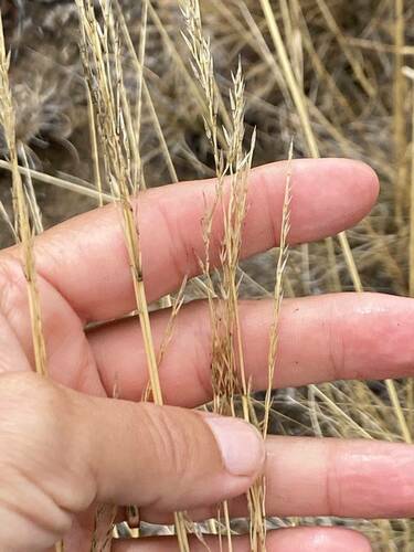 Festuca rubra observed 2023-09-21