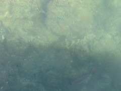 Epinephelus