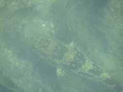 Epinephelus
