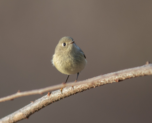 Ruby-crowned Kinglet photographed in Massachusetts