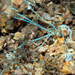 Spaghetti Worms - Photo (c) Pauline Walsh Jacobson, some rights reserved (CC BY-NC)