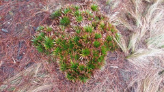 Paepalanthus