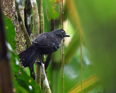 Thamnophilus cryptoleucus