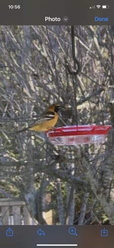 Hooded Oriole, Pineridge Pl, Cowichan Valley, BC, CA, photo 8 of 10