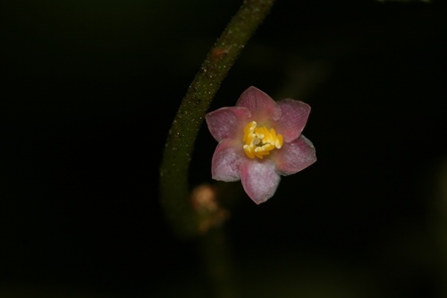 Krug’s Roughleaf (Miconia krugiana)