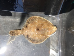 Pleuronichthys ritteri