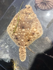 Pleuronichthys ritteri