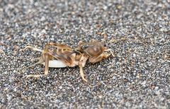 Scapteriscus oxydactylus