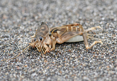 Scapteriscus oxydactylus