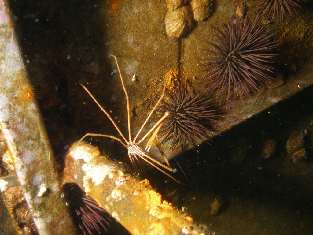 purple-spined sea urchin