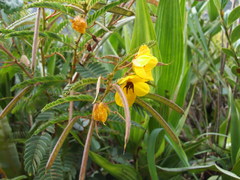 Chamaecrista glandulosa