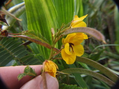 Chamaecrista glandulosa