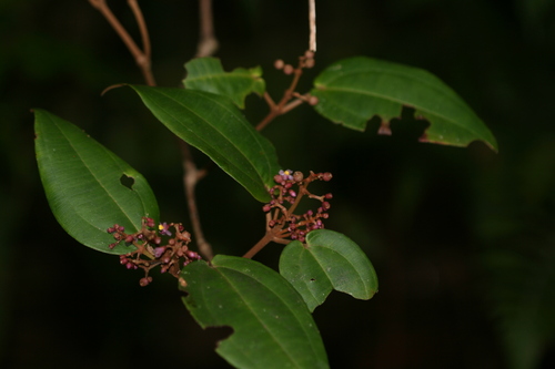 Miconia pachyphylla