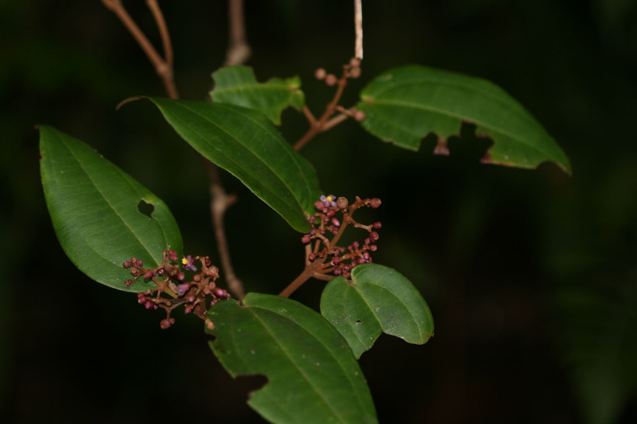 Miconia pachyphylla