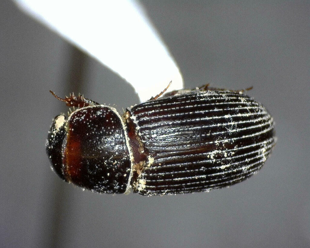 Ataenius from Kimble County, TX, USA on May 3, 2023 at 01:10 PM by ...